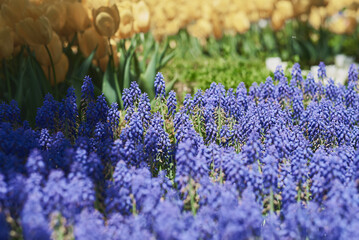 Flowerbed with blooming muscari flowers and yellow tulips. Flower garden - 536901301