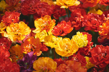 Peony tulips. Flower garden. Springtime - 536901327