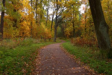 Fototapeta premium road in autumn forest