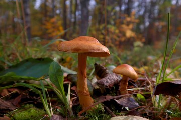orange cap boletus