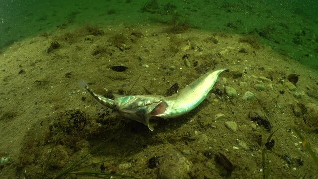Rare footage of three-spined stickleback  still alive in the mouth of already dead Baltic Herring  who tried to swallow him. Opossum shrimp (Mysis relicta) is swimming  nearby. Baltic Sea, Estonia.