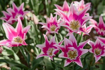 Lily tulip flowers of purple and white color. Garden during spring season - 536902364