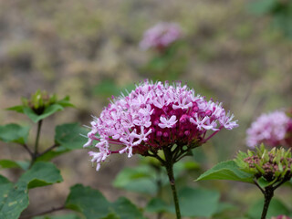 赤紫の牡丹臭木