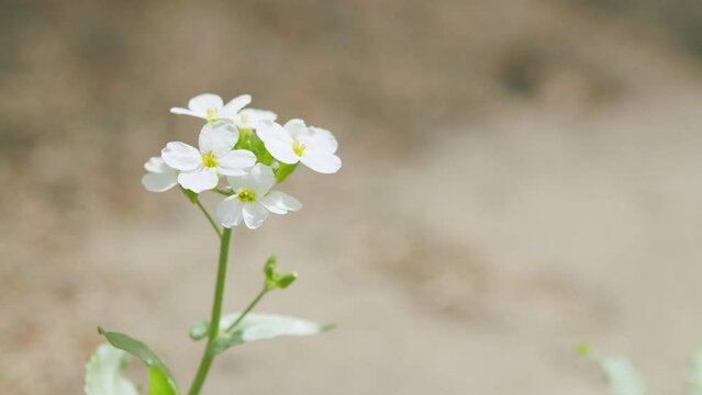 Alyssum maritimum blooming in the garden. Lobularia maritima. Arabis alpina caucasica. Slow motion.