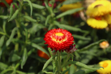 Shalamar Gardens in Lahore, Punjab province, Pakistan