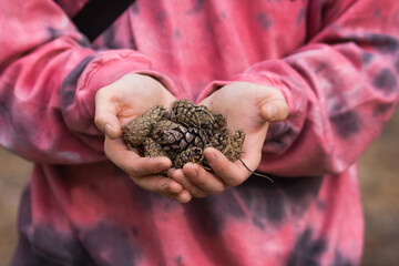 Young man in pink pullover holds in his hands a handful of dry pine cones in the autumn forest. Eco decor from forest.