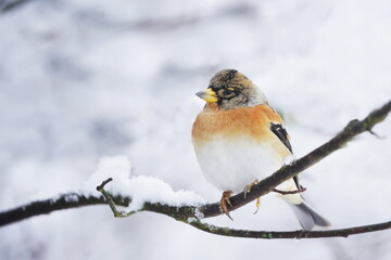 Winter scene with a brambling. Songbird sitting on the branch. Fringilla montifringilla
