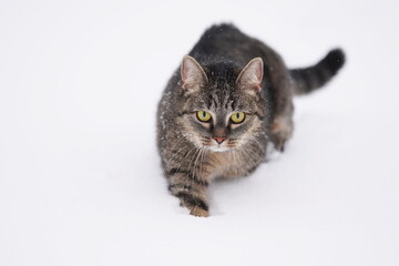 Beautiful tabby cat in snow. Winter scene with a european cat.