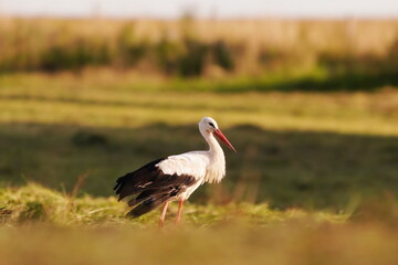 A white stork stands on the meadow in the beautiful evening light Ciconia ciconia. Portrait of a stork. Bird in the nature habitat.