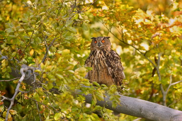 portrait of a eagle owl in the nature. Bubo bubo. Beautiful eagle owl sitting on the branch. Wildlife scene from nature.