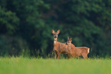a doe with a cute fawns stands on the meadow. Capreolus capreolus. Wildlife scene with two roe...