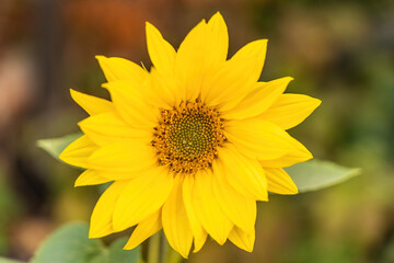 Obraz premium sunflower in the garden