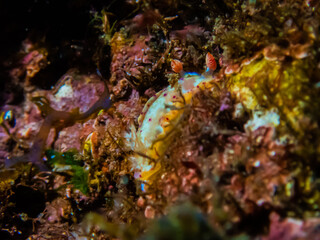 伊豆大島のウミウシ