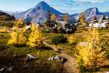 A hiking trail through autumn Larch trees in fall colours near Ptarmigan Cirque in the Alberta...