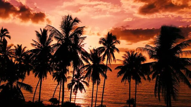 Sunset on the beach. Silhouettes of palm trees. Tropical Palm tree island summer paradise. 
