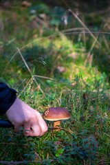 Mushroom picking in the forest