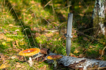 Bushcraft survival military knife stuck in a birch bark and some mushrooms