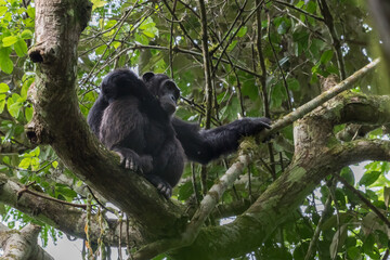 Pan-hooting chimpanzee (Pan troglodytes) in natural habitat