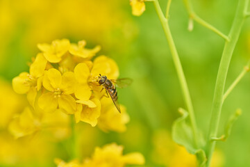 菜の花と蜜蜂