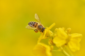 菜の花と蜜蜂