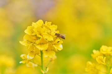 菜の花と蜜蜂