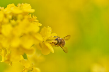 菜の花と蜜蜂