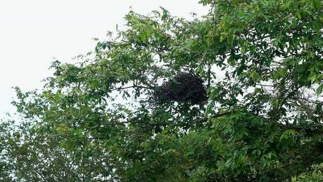 Slow motion shot of a large bird's nest made out of sticks up on a tree in the state of Bahia, northeastern Brazil on a warm overcast summer day.