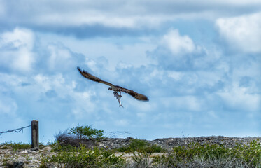 Fototapeta na wymiar Fish eagle or Osprey ( Pandion Haliaetus ).