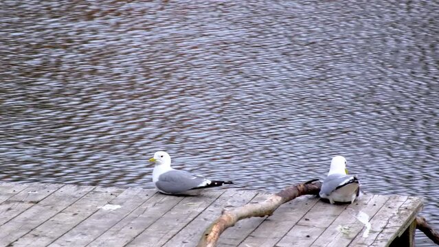 Two seagulls sit on wooden platform on shore of pond. Bird sitting and defecate