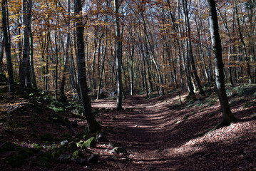 Autumn grove. Fageda d'en Jordà, beech forest.