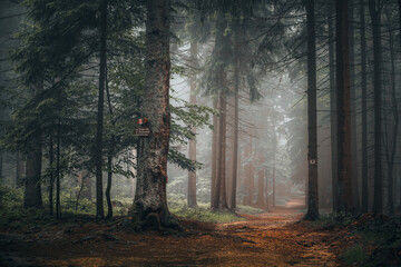 Beautiful shot of a dark mysterious forest on a foggy day in fall