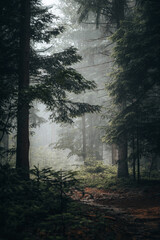 Beautiful shot of a dark mysterious forest on a foggy day in fall