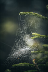 Beautiful shot of a dark mysterious forest on a foggy day in fall