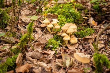 Hypholoms mushrooms growing in the forest