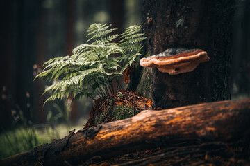Path surrounded by tall pine trees and plants in Bavarian Forest