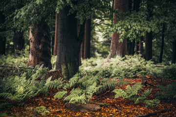 Path surrounded by tall pine trees and plants in Bavarian Forest