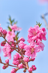 Fototapeta na wymiar 桃の花