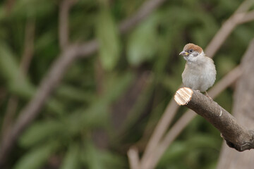 剪定された枝にすずめがとまる