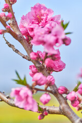 桃の花