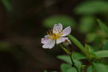 東京ミッドタウンに咲くノイバラ