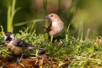 Great Tit and Garden Warbler sitting at a pond in spring.