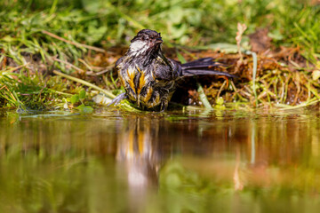 Great Tit (Parus major) sitting at a pond in spring.