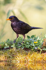 Common blackbird (Turdus merula) sitting at a pond in spring.