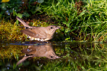 Garden Warbler (Sylvia borin) sitting at a pond in spring.