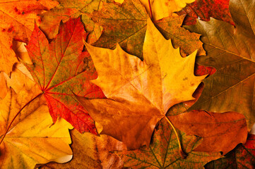 Naklejka na ściany i meble background of fallen maple leaves