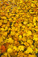 background of fallen maple leaves