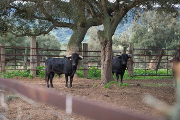 group of black bulls in the countryside of spain. The bull is art and tradition.