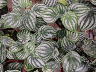 Close up on striped silver and green leaves of watermelon peperomia (Peperomia argyreia)