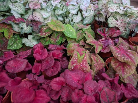 Colorful leaves of a variety of caladiums