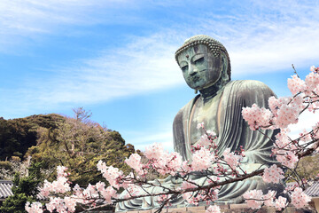 Ancient bronze statue of the Great Buddha Daibutsu and flowers of sakura, Kotoku-in temple, Japan,...